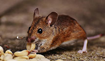 24 Hour & Emergency Exterminators in Burlington, MA